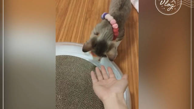 德文卷毛猫冰冰LovelyCat